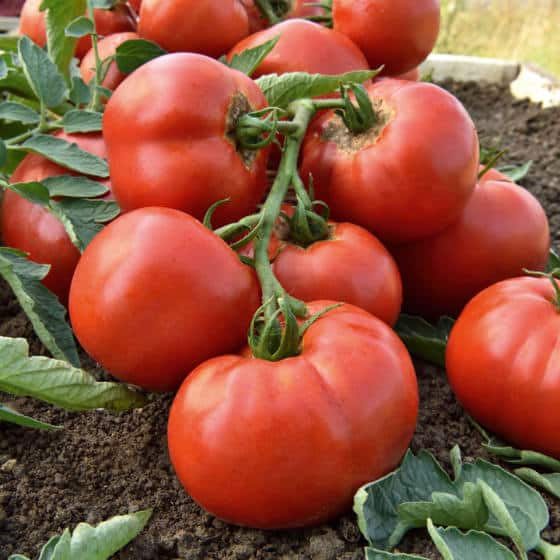Tomate Cobra F1 – Image 2