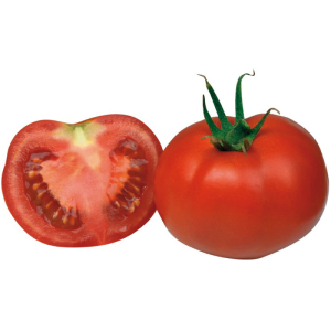 Tomate Maestria F1