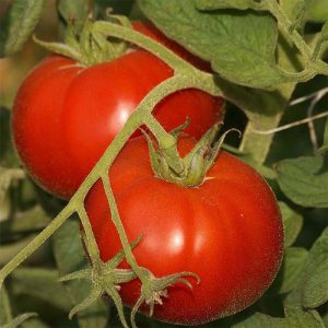 Tomate Saint-Pierre