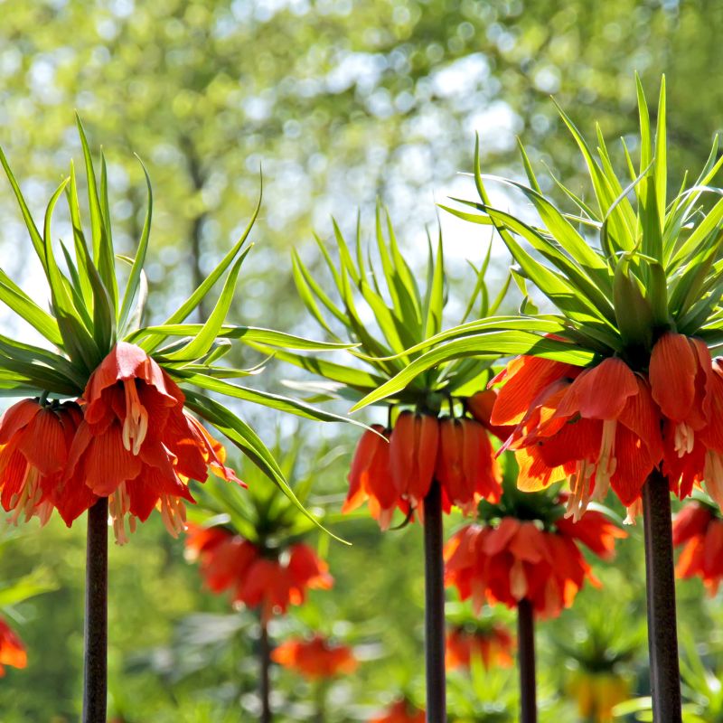 Couronne impériale – Image 4