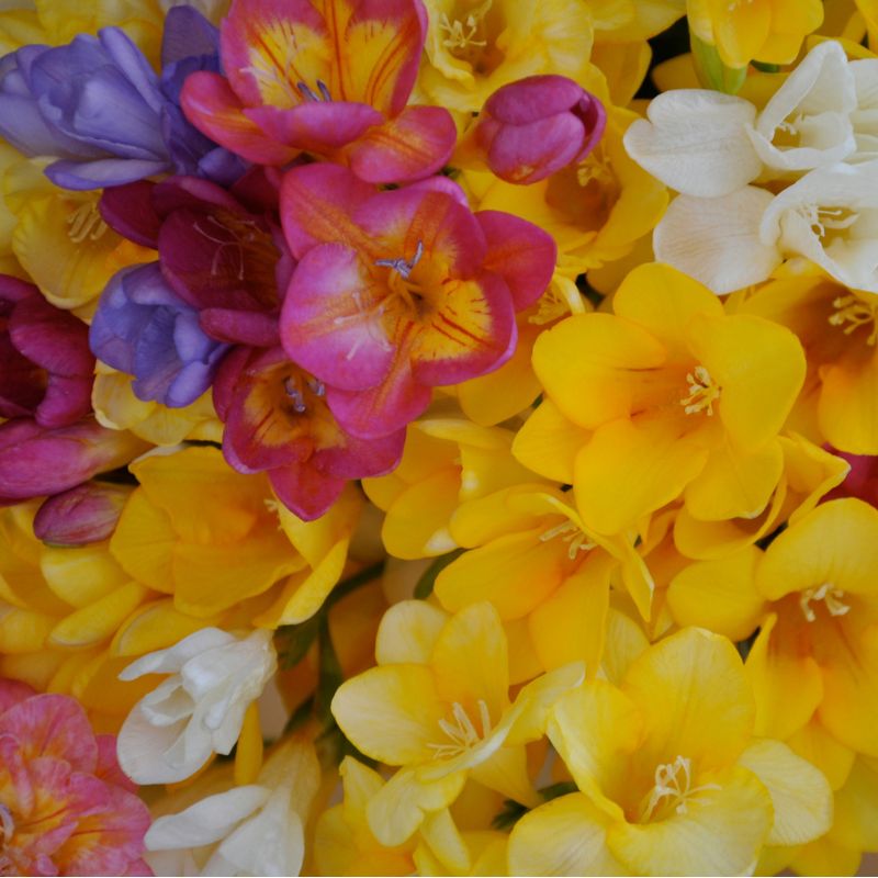 Freesia – Image 2