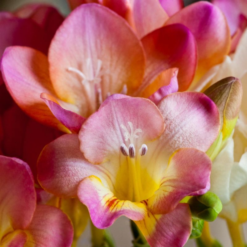 Freesia – Image 3