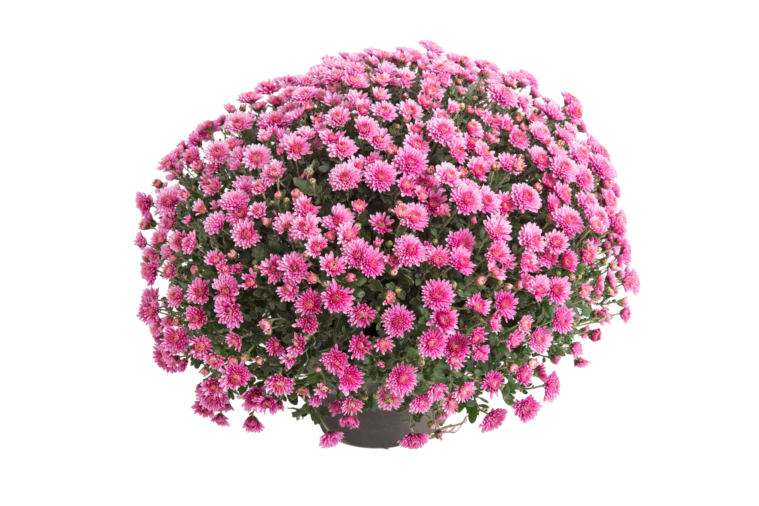 Chrysanthèmes multicolores