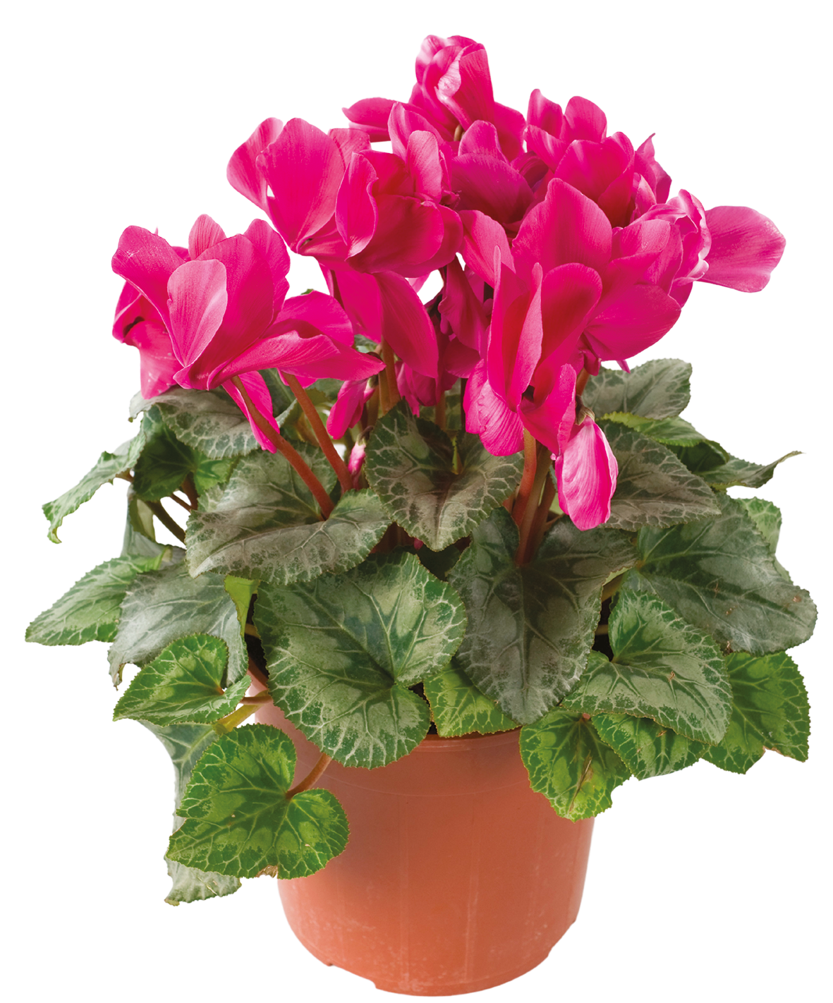 Cyclamen rose