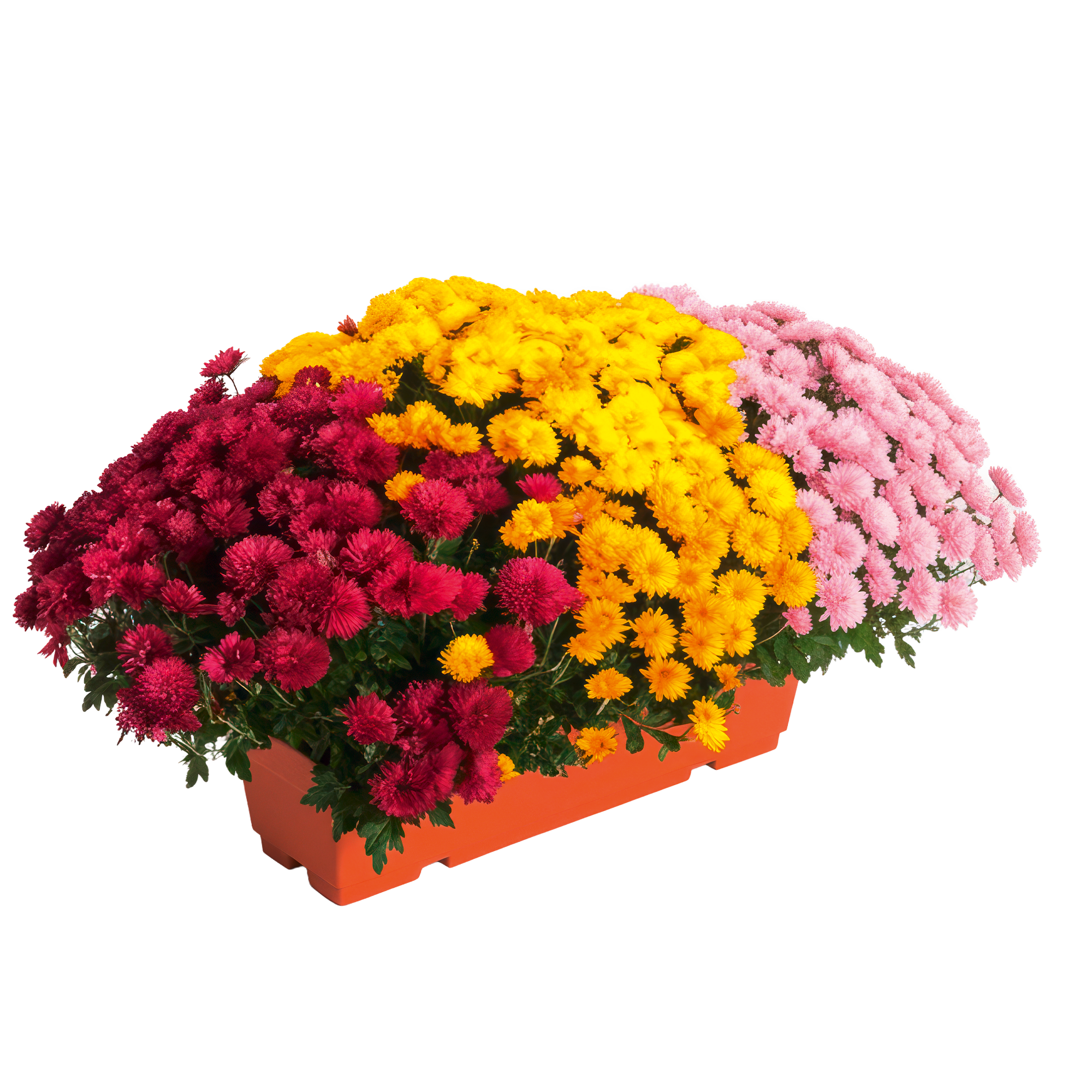 Jardinière multicolore
